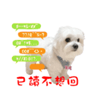 俺はかわいいQ（個別スタンプ：4）
