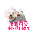 俺はかわいいQ（個別スタンプ：5）
