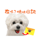 俺はかわいいQ（個別スタンプ：6）