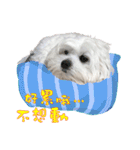 俺はかわいいQ（個別スタンプ：7）