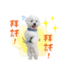 俺はかわいいQ（個別スタンプ：12）