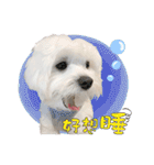 俺はかわいいQ（個別スタンプ：14）