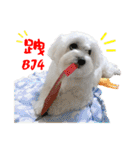 俺はかわいいQ（個別スタンプ：15）