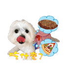 俺はかわいいQ（個別スタンプ：16）