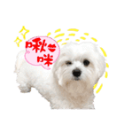 俺はかわいいQ（個別スタンプ：19）