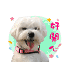 俺はかわいいQ（個別スタンプ：26）