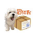 俺はかわいいQ（個別スタンプ：31）