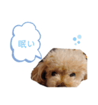 あずきちゃん1（個別スタンプ：11）