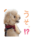 あずきちゃん1（個別スタンプ：13）