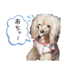 あずきちゃん1（個別スタンプ：19）