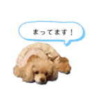 あずきちゃん1（個別スタンプ：24）