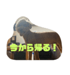 にゅーぴの（個別スタンプ：18）