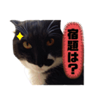 斎藤家のニャろめだ（個別スタンプ：3）