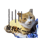 斎藤家のニャろめだ（個別スタンプ：14）