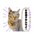 斎藤家のニャろめだ（個別スタンプ：24）