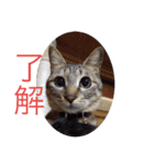 斎藤家のニャろめだ（個別スタンプ：25）