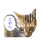 斎藤家のニャろめだ（個別スタンプ：30）