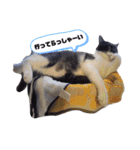 斎藤家のニャろめだ（個別スタンプ：31）
