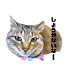 斎藤家のニャろめだ（個別スタンプ：32）