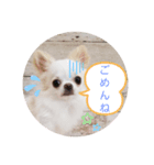 マシュの1日（個別スタンプ：5）