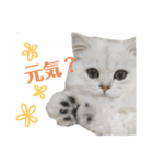 ペルシャ猫、ティファニーのスタンプ♡（個別スタンプ：1）