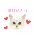 ペルシャ猫、ティファニーのスタンプ♡（個別スタンプ：2）