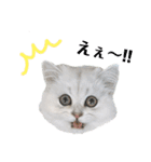 ペルシャ猫、ティファニーのスタンプ♡（個別スタンプ：4）