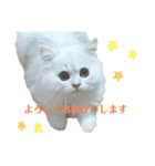 ペルシャ猫、ティファニーのスタンプ♡（個別スタンプ：5）