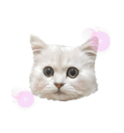 ペルシャ猫、ティファニーのスタンプ♡（個別スタンプ：6）