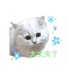 ペルシャ猫、ティファニーのスタンプ♡（個別スタンプ：7）
