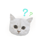 ペルシャ猫、ティファニーのスタンプ♡（個別スタンプ：9）