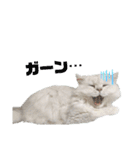 ペルシャ猫、ティファニーのスタンプ♡（個別スタンプ：11）