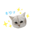 ペルシャ猫、ティファニーのスタンプ♡（個別スタンプ：12）
