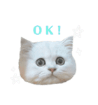 ペルシャ猫、ティファニーのスタンプ♡（個別スタンプ：13）