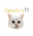 ペルシャ猫、ティファニーのスタンプ♡（個別スタンプ：14）