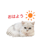 ペルシャ猫、ティファニーのスタンプ♡（個別スタンプ：15）