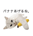 ペルシャ猫、ティファニーのスタンプ♡（個別スタンプ：16）