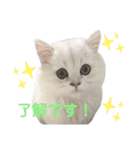 ペルシャ猫、ティファニーのスタンプ♡（個別スタンプ：17）