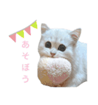 ペルシャ猫、ティファニーのスタンプ♡（個別スタンプ：18）