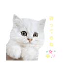 ペルシャ猫、ティファニーのスタンプ♡（個別スタンプ：19）