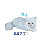 ペルシャ猫、ティファニーのスタンプ♡（個別スタンプ：21）