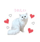 ペルシャ猫、ティファニーのスタンプ♡（個別スタンプ：22）