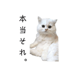 ペルシャ猫、ティファニーのスタンプ♡（個別スタンプ：23）