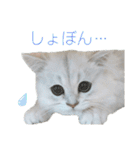 ペルシャ猫、ティファニーのスタンプ♡（個別スタンプ：24）