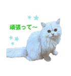 ペルシャ猫、ティファニーのスタンプ♡（個別スタンプ：25）