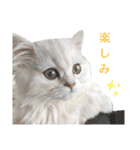 ペルシャ猫、ティファニーのスタンプ♡（個別スタンプ：27）