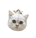 ペルシャ猫、ティファニーのスタンプ♡（個別スタンプ：28）