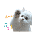 ペルシャ猫、ティファニーのスタンプ♡（個別スタンプ：29）