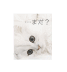 ペルシャ猫、ティファニーのスタンプ♡（個別スタンプ：31）