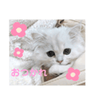 ペルシャ猫、ティファニーのスタンプ♡（個別スタンプ：33）